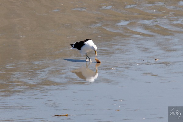 New Zealand 09 10  191